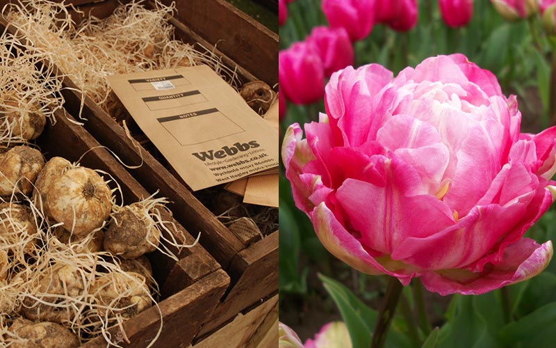 Visit Webbs for a fantastic range of seeds and bulbs