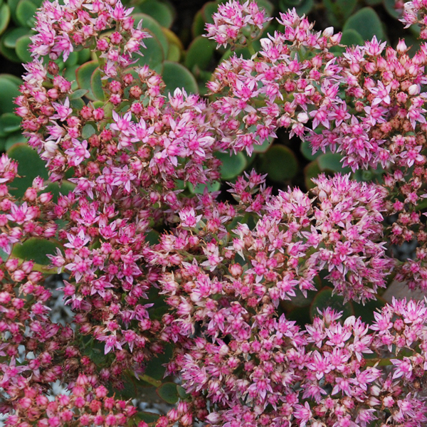 Sedum Sunsparkler Lime Zinger