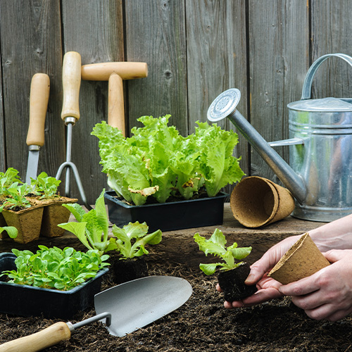 The most important tools every gardener should have