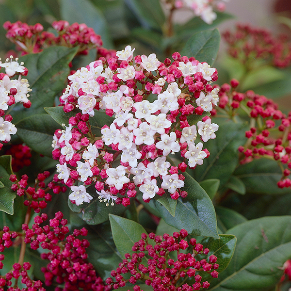 Viburnum tinus Lisarose