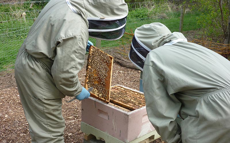 Beekeeping Course