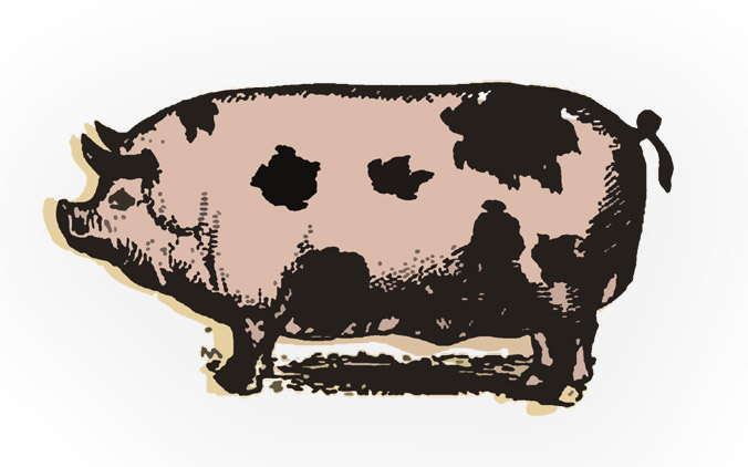 MAYNARD'S BEAUTIFUL BACON!