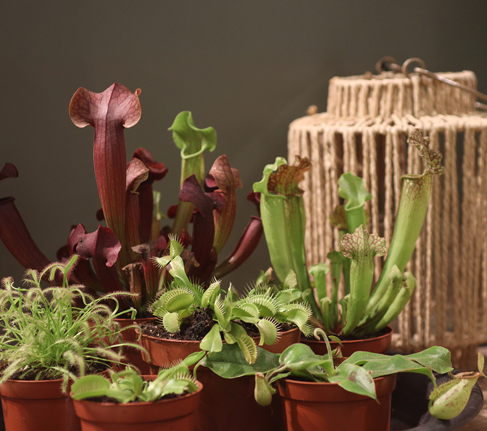 Caring for your Carnivorous plants