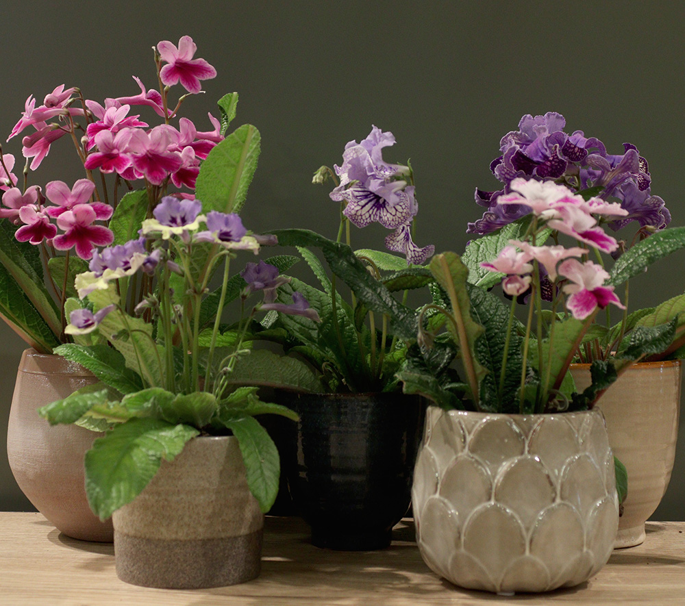 Caring for your Streptocarpus plants