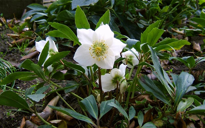 Caring for Helleborus