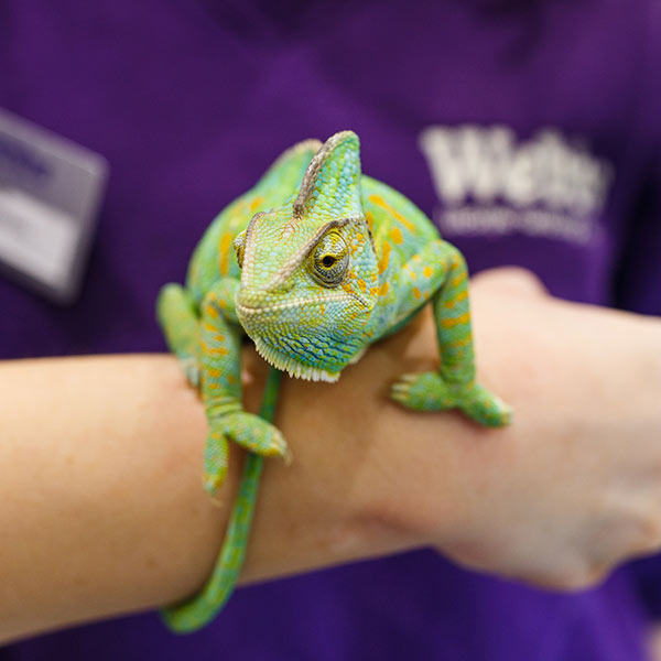 meet a chameleon