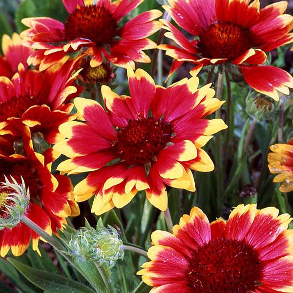 gaillardia