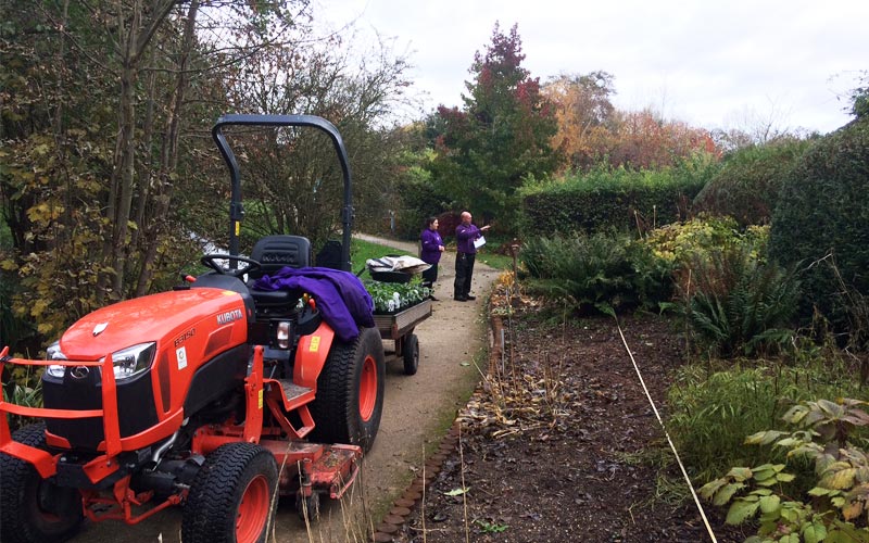 Webbs team planning on planting hellebores