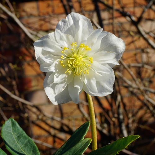 © Bob Purnell helleborus harvington double niger