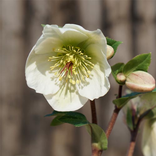 © Bob Purnell Helleborus x ericsmithii mollys white