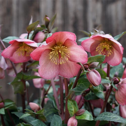 © Bob Purnell helleborus x ericsmithii pink frost
