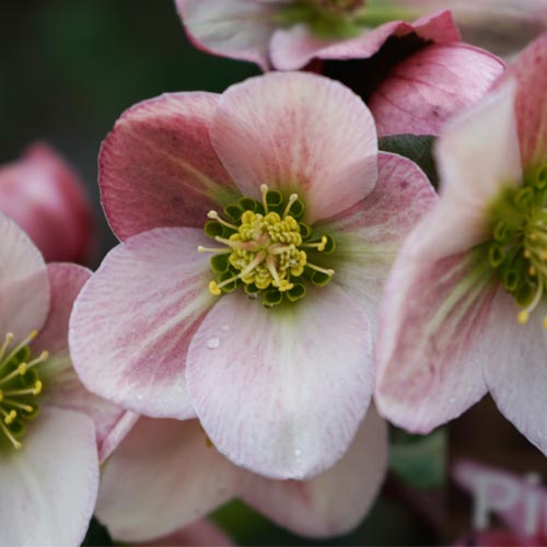 © Bob Purnell helleborus x ericsmithii pirouette