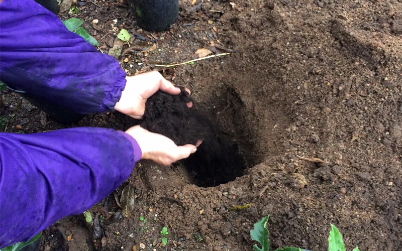 Mixing the soils and filling the hole for planting hellebores