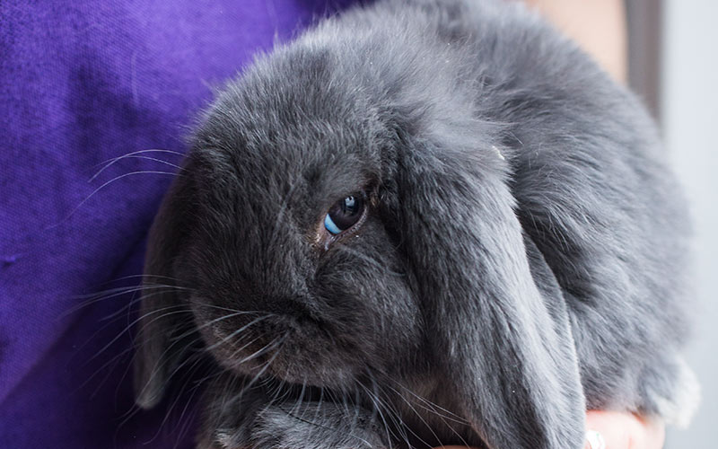 rabbit webbs