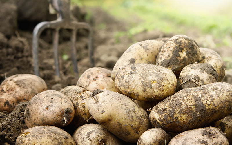 Harvested Seed Potatoes