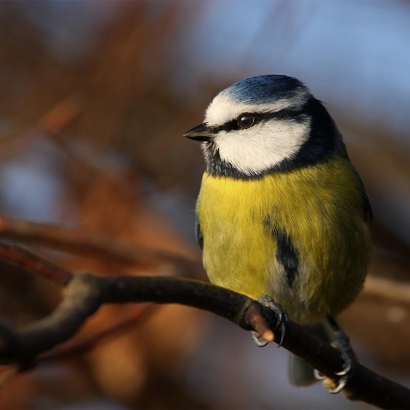 Caring for Garden Birds During the Winter