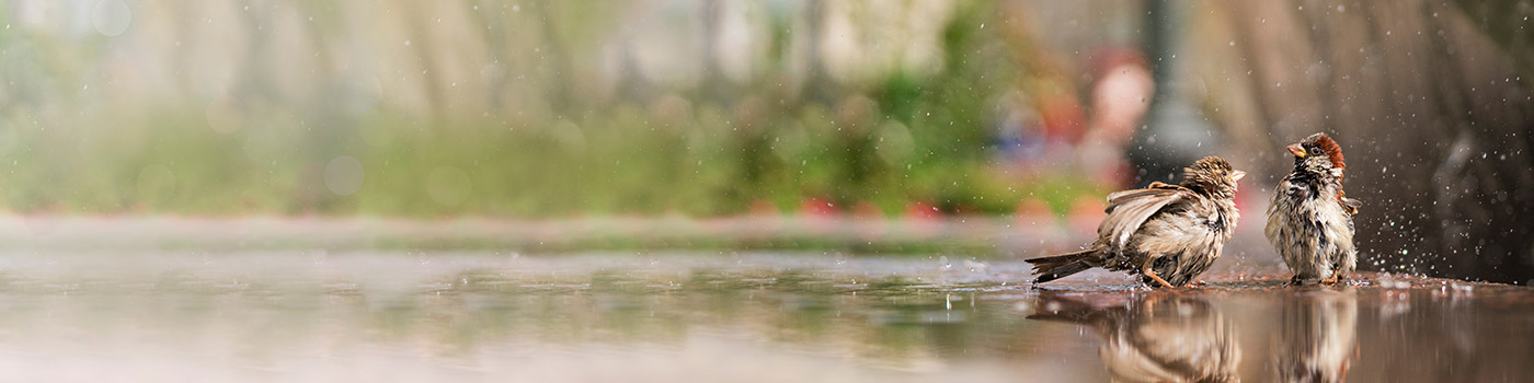 Bird Baths