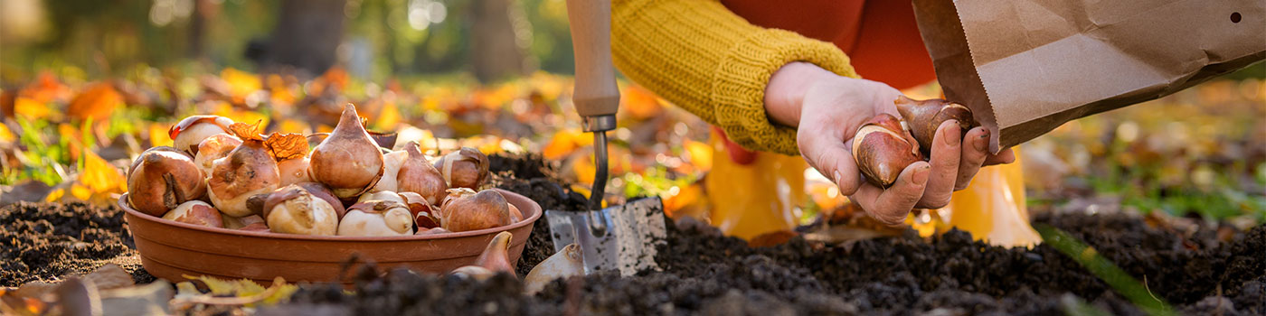 Essentials for Bulb Planting