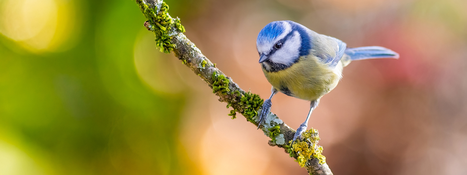 Wild Bird Care