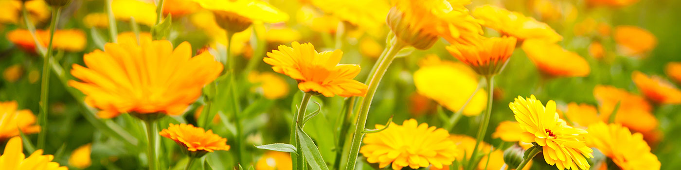 Calendula Seeds