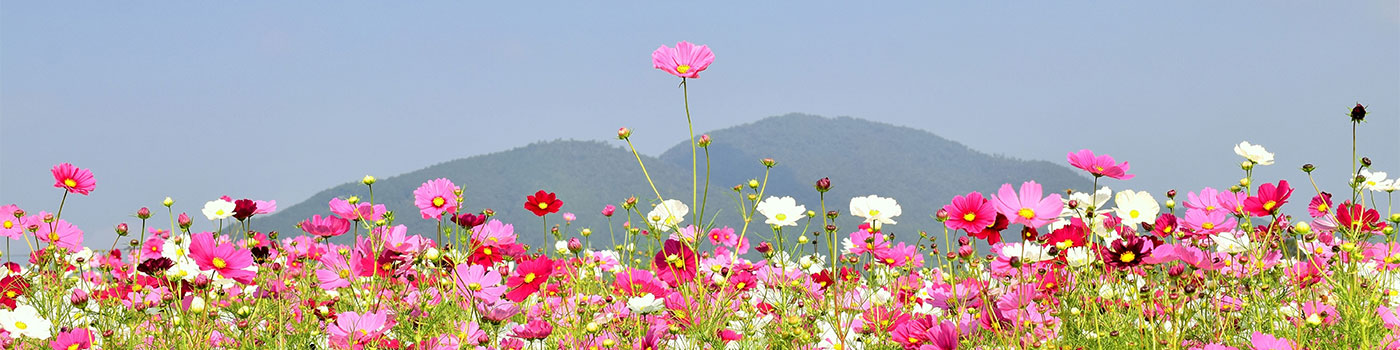 Cosmos Seeds