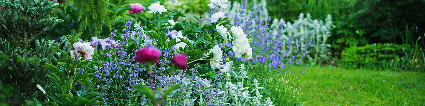 Cottage Garden Seed Collection