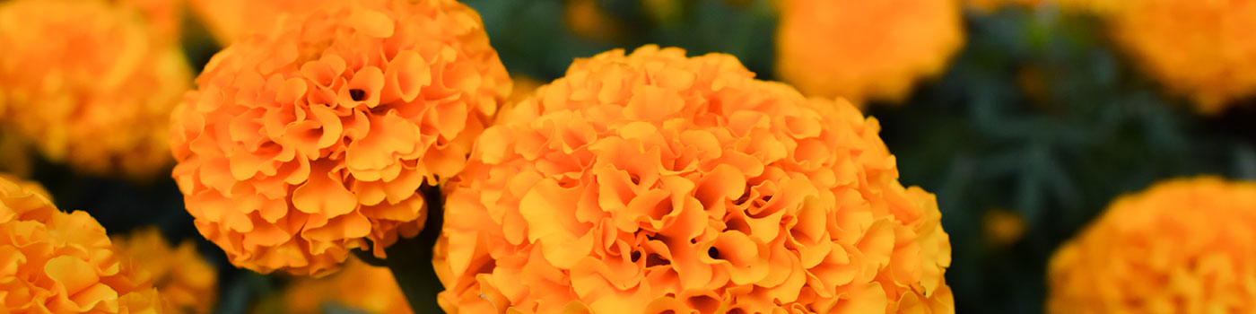 Marigold Seeds