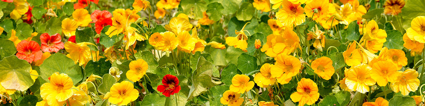 Nasturtium Seeds