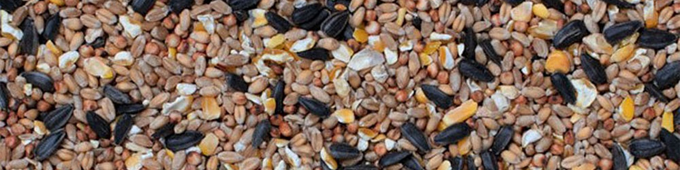 Bird Seed Mix