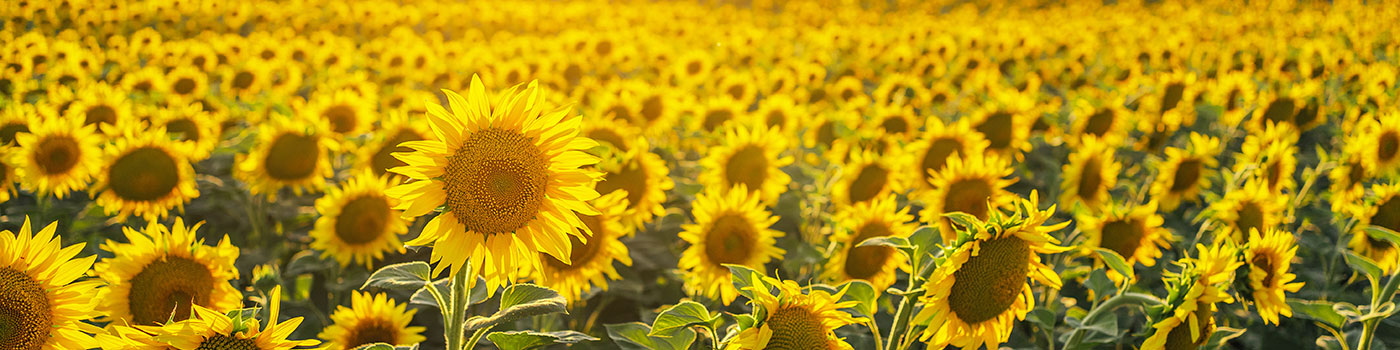 Sunflower Seeds