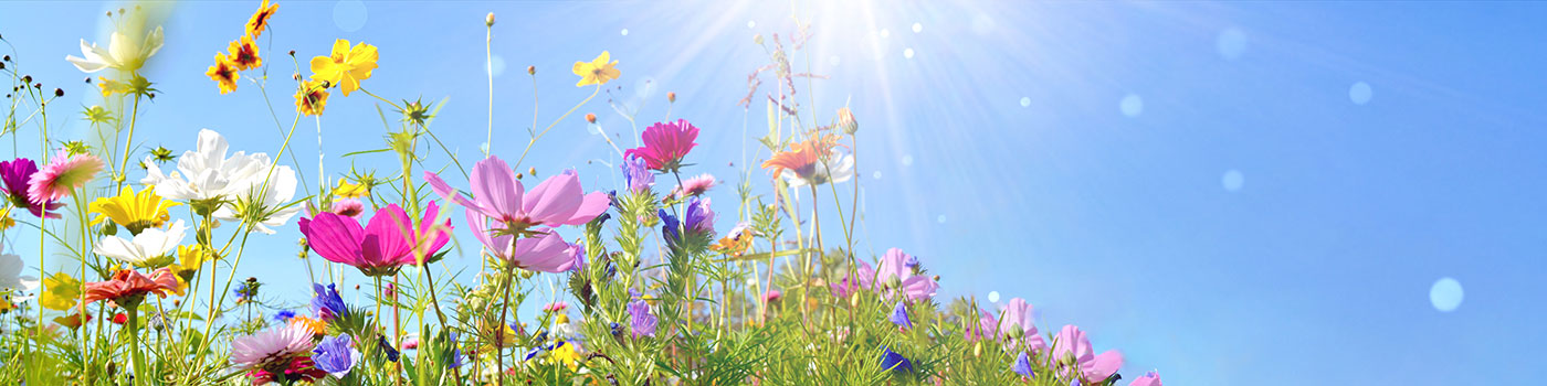 Wildflower Seeds Collection