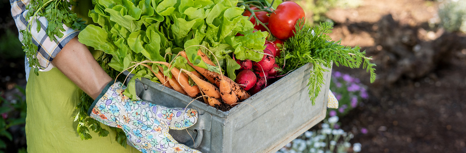 Harvesting The Garden