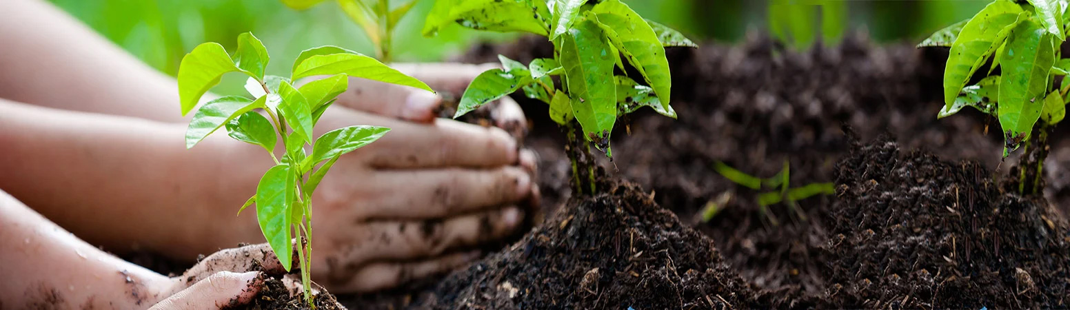 Soil for Growing Your Own