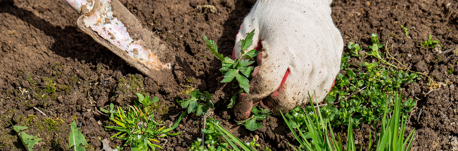 Keeping The Weeds At Bay