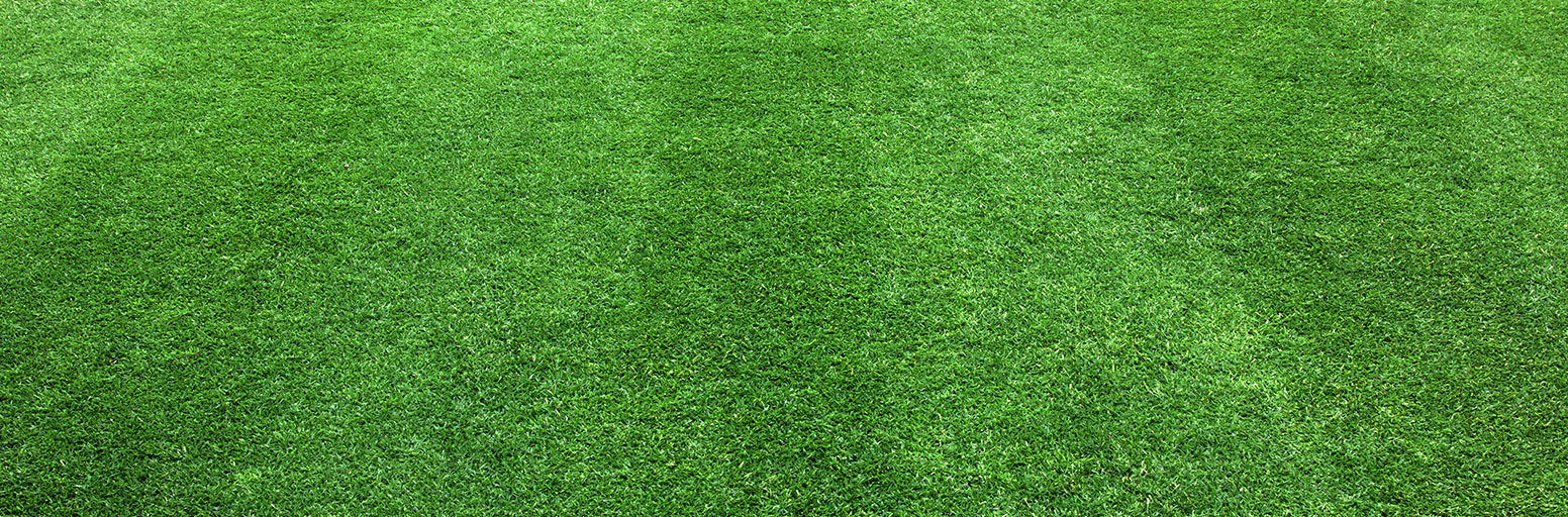 Lawn and Grass Seed