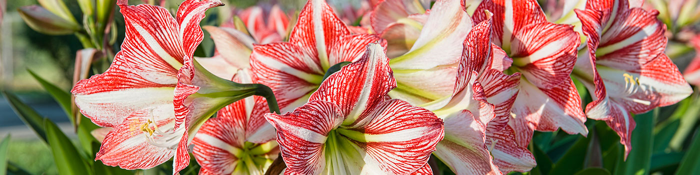 Christmas Blooming Amaryllis Candy Cane Red White Flowers Blooms