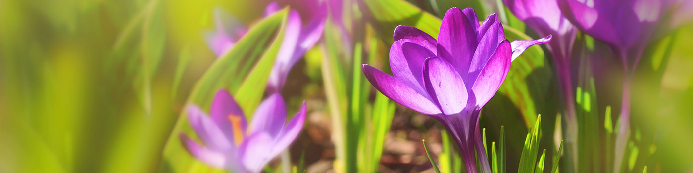 Crocus Bulbs