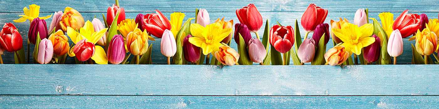 Daffodil Bulbs
