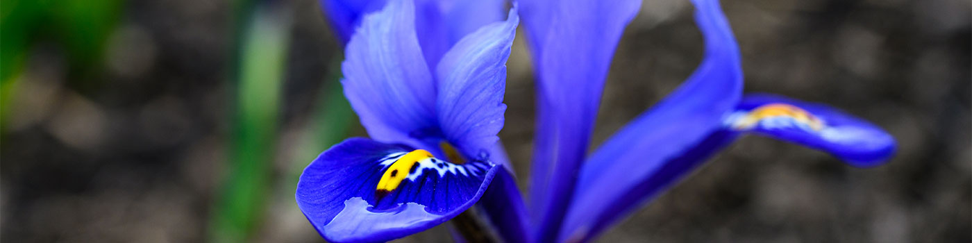 Iris Bulbs