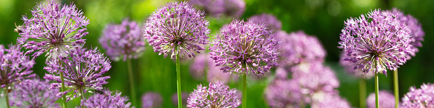 Allium Bulbs