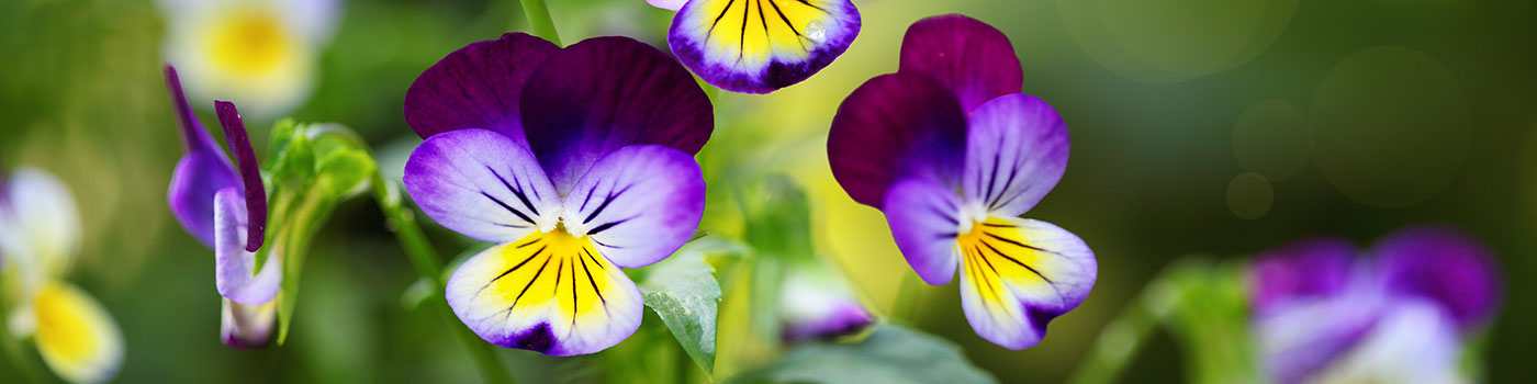 Seasonal Bedding Plants