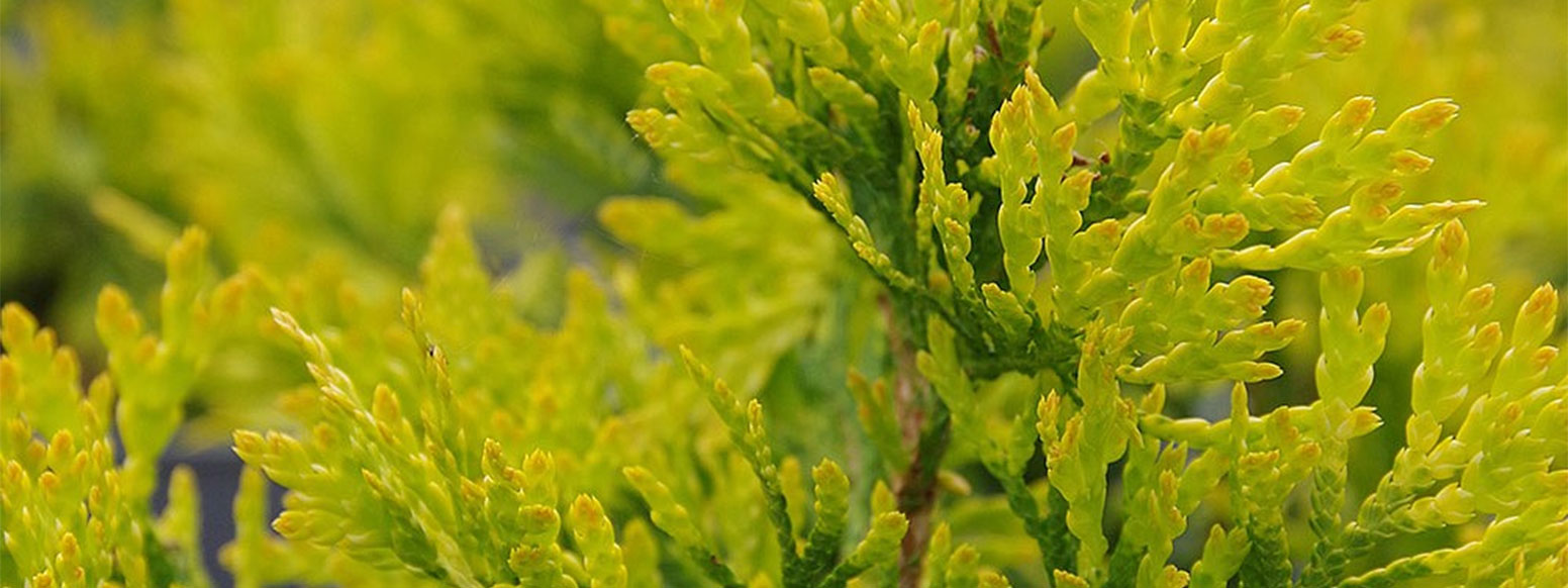 Conifer Plants