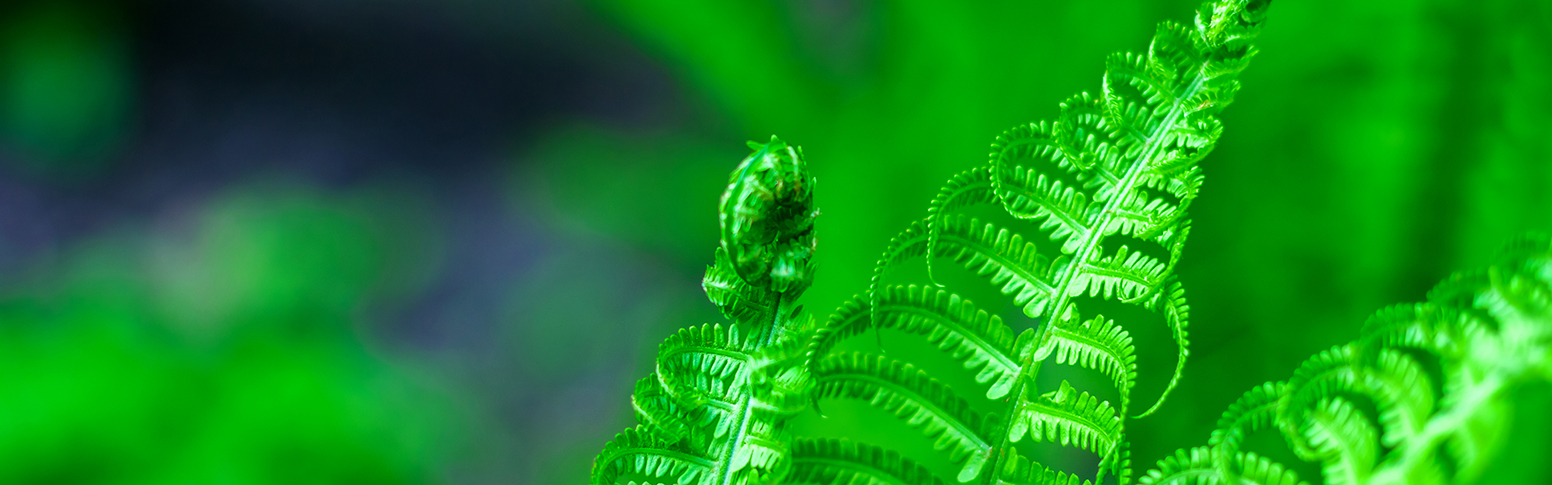 Shade Loving Plants