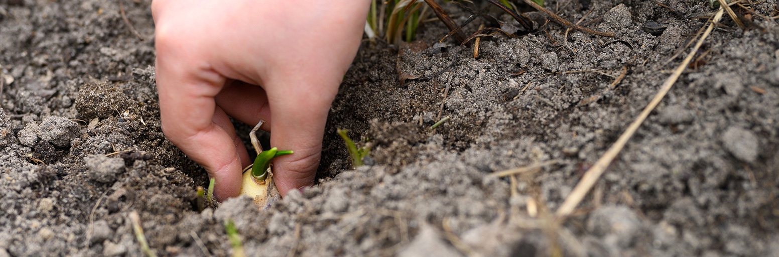 Planting Up