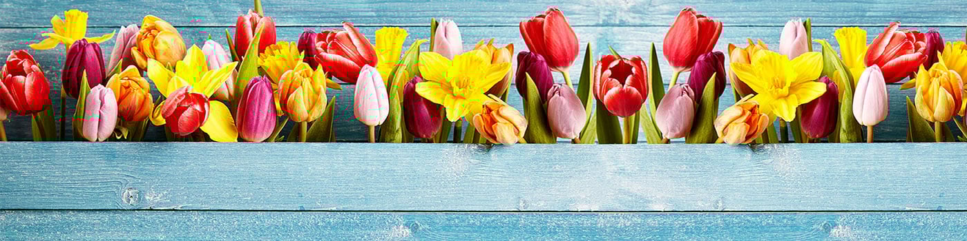 Tulip Bulbs