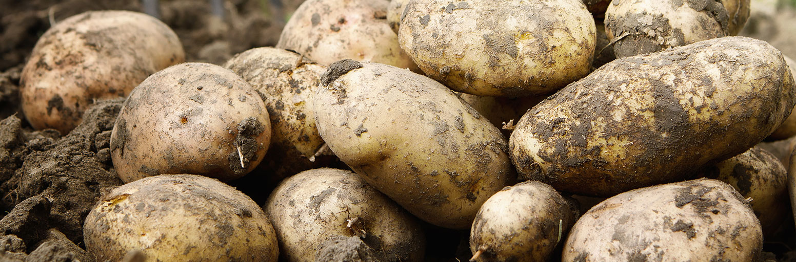 Seed Potatoes