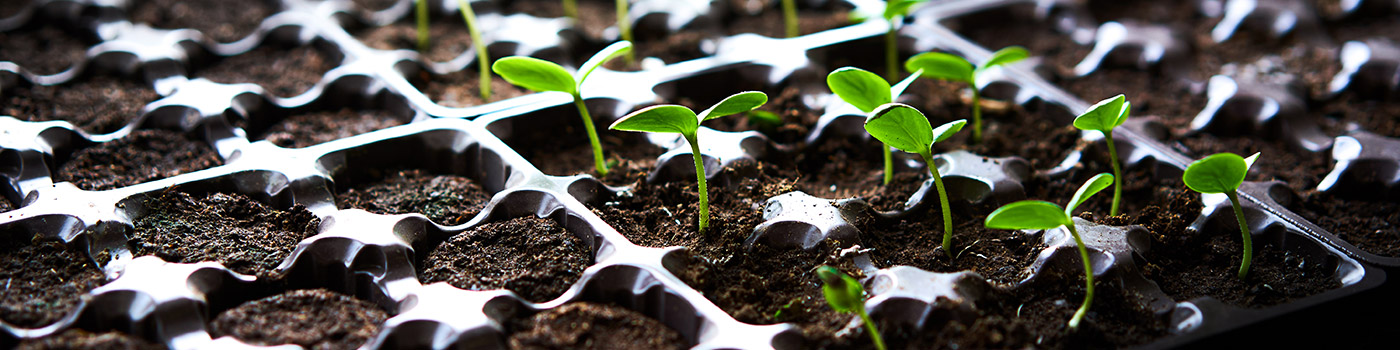 Vegetable Seeds