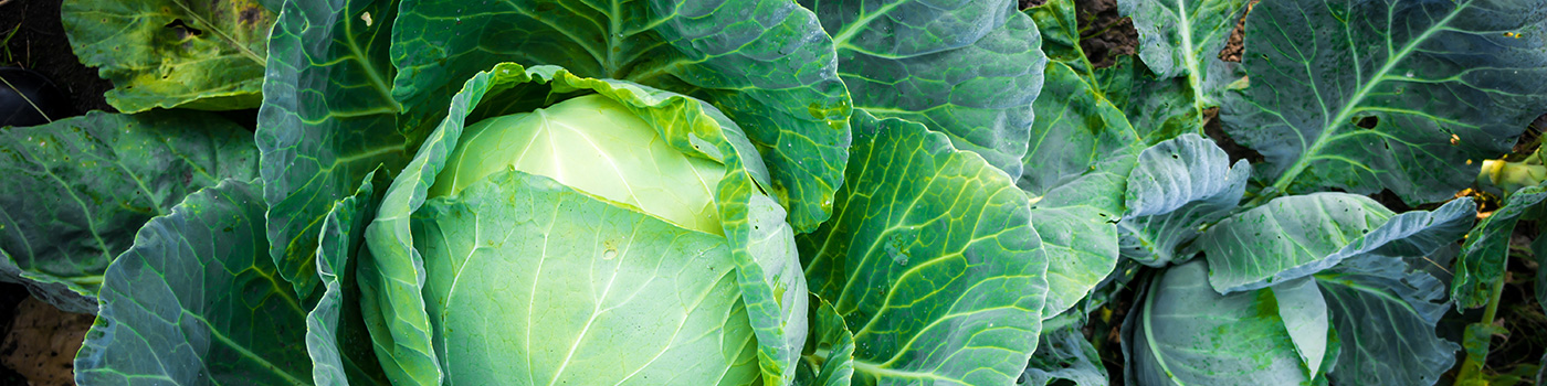 Cabbage & Brussel Sprout Seeds