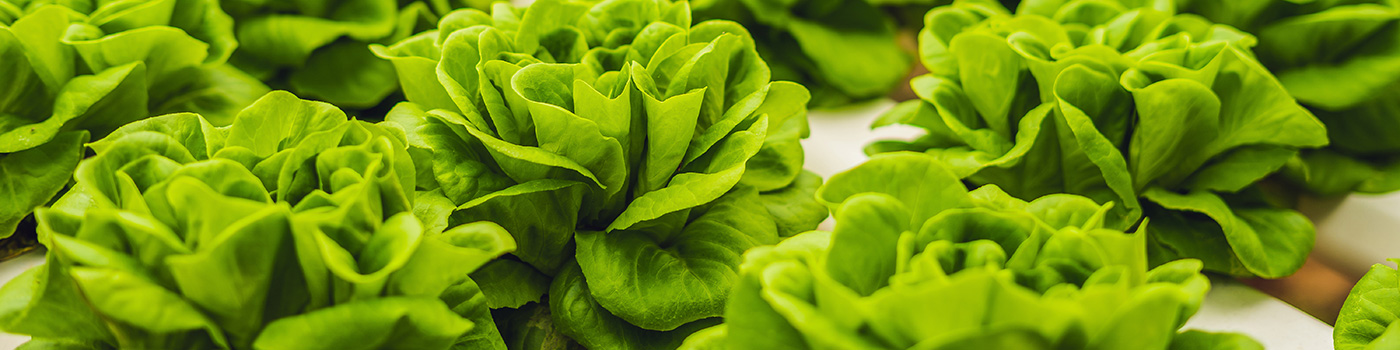 Salad & Lettuce Seed