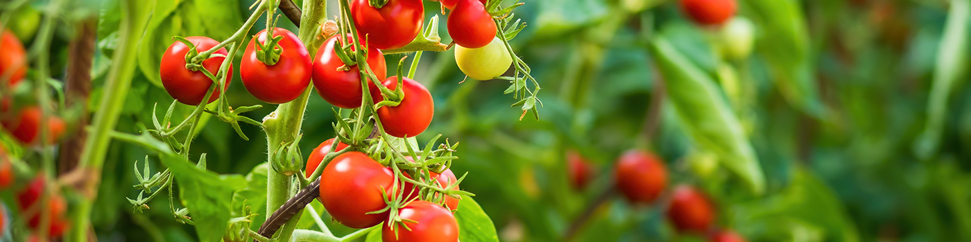 Tomato Seeds